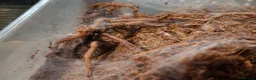 Tarantulas invertebrates for sale: 6 tarantulas for sale - Advert 3