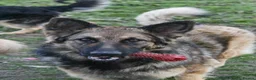 German Shepherd dogs for sale: Terra ❤️ - Advert 2