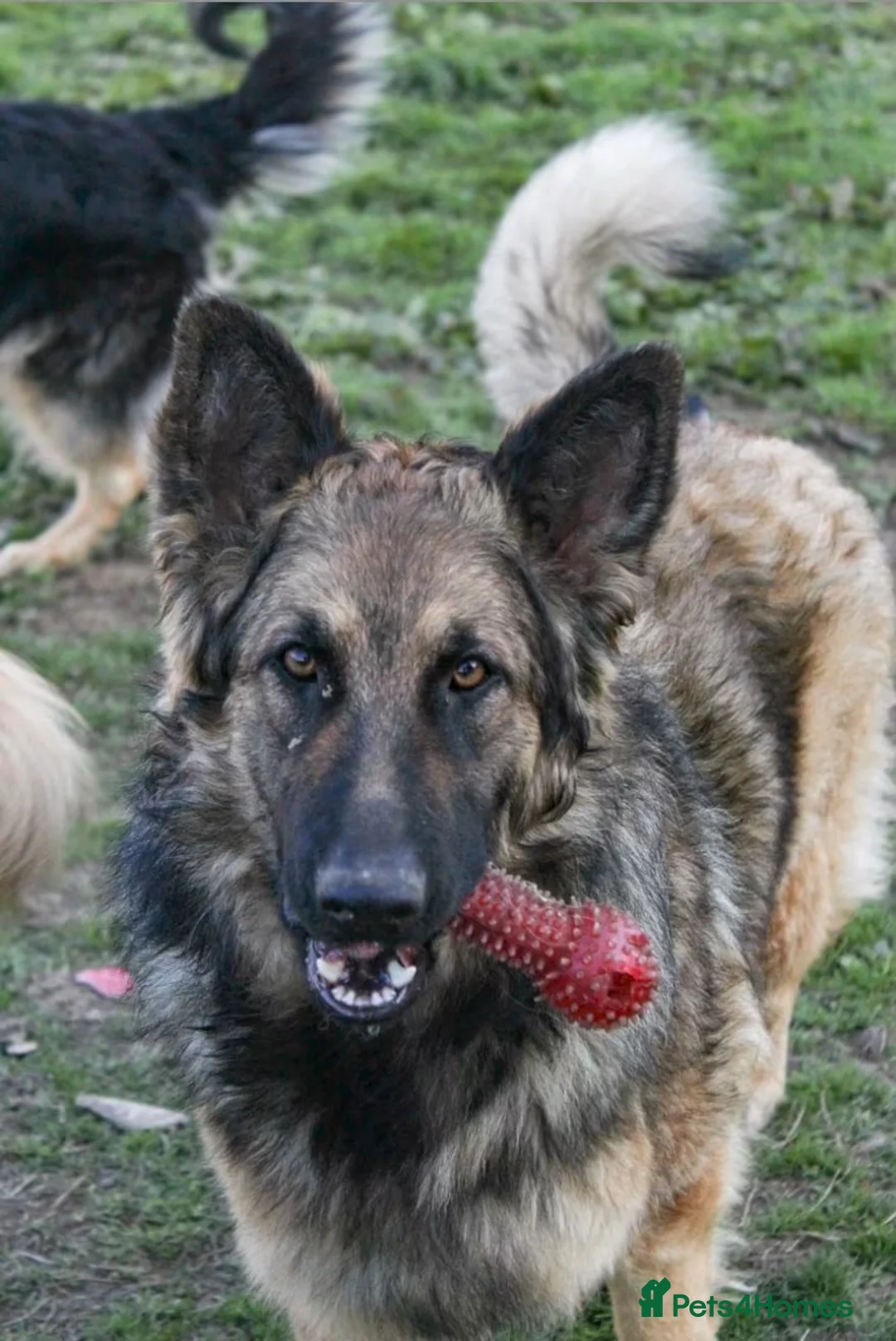 German Shepherd dogs for sale: Terra ❤️ - Advert 2
