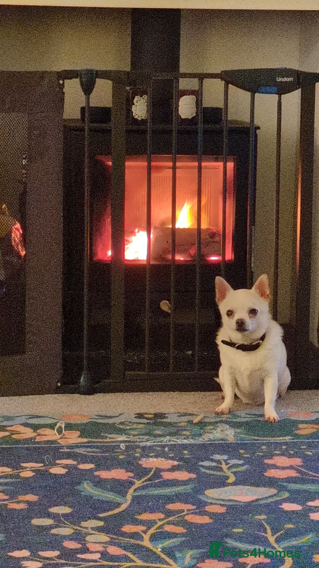 Chihuahua dogs for sale: 2 Chihuahua's needing to be re-homed - Image 6