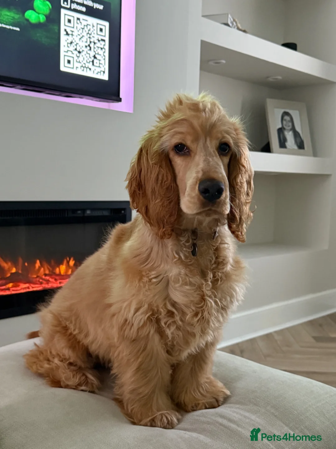 Cocker Spaniel dogs for sale: Kc reg show cocker spaniel male and female  - Advert 2