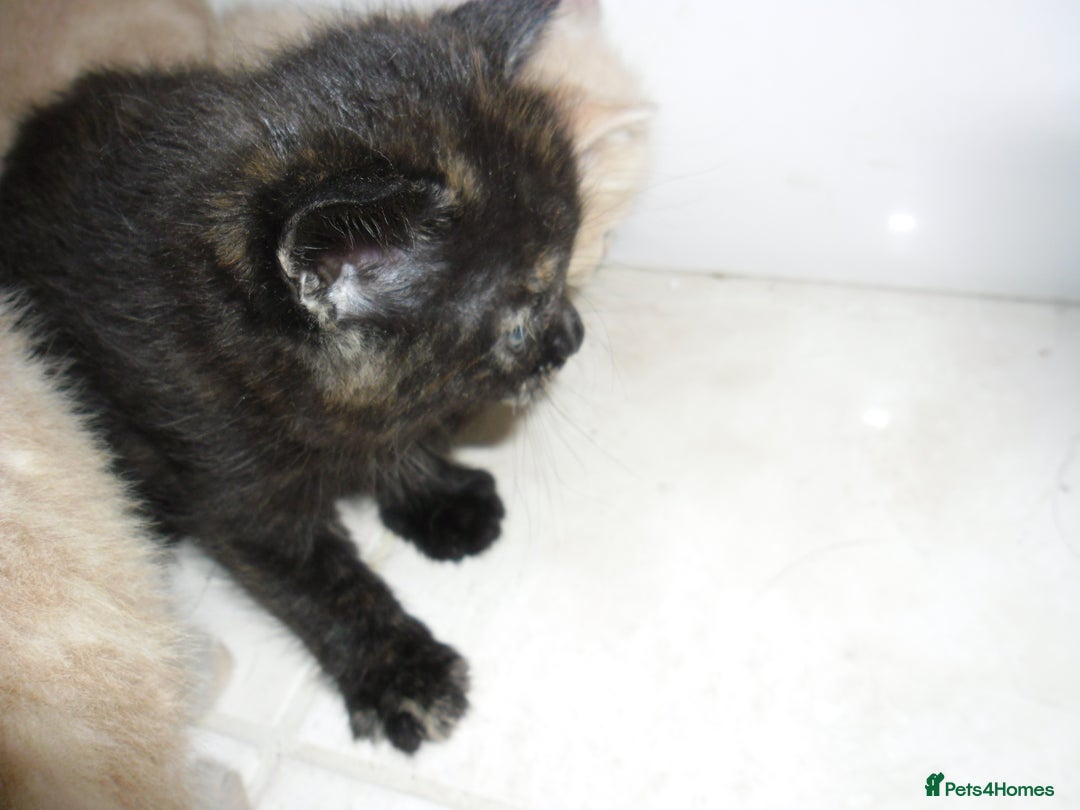 Mixed Breed cats for sale: 8 BEUTIFUL KITTENS FOR SALE - Image 20