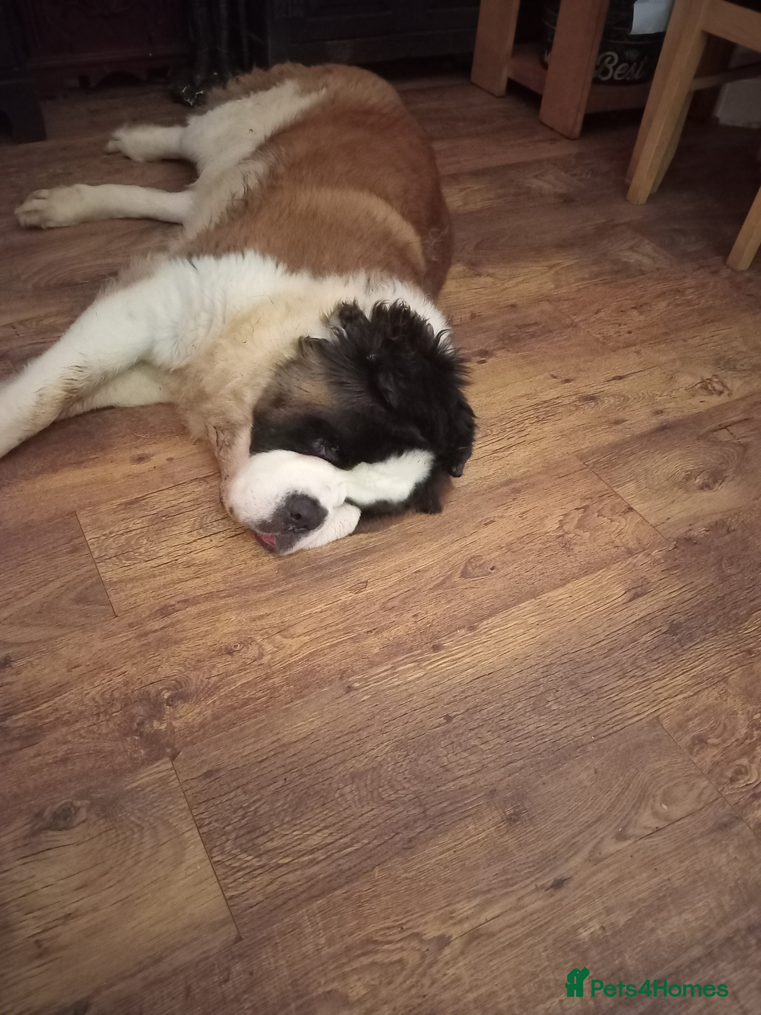 Saint Bernard dogs 2 year old  spayed saint bernard  - Advert 1
