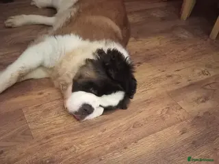 Saint Bernard dogs 2 year old spayed saint bernard - Advert 1