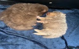 Pomeranian dogs for sale: READY TO LEAVE KC TOY MINI POMERANIAN’S 🦁 - Advert 6