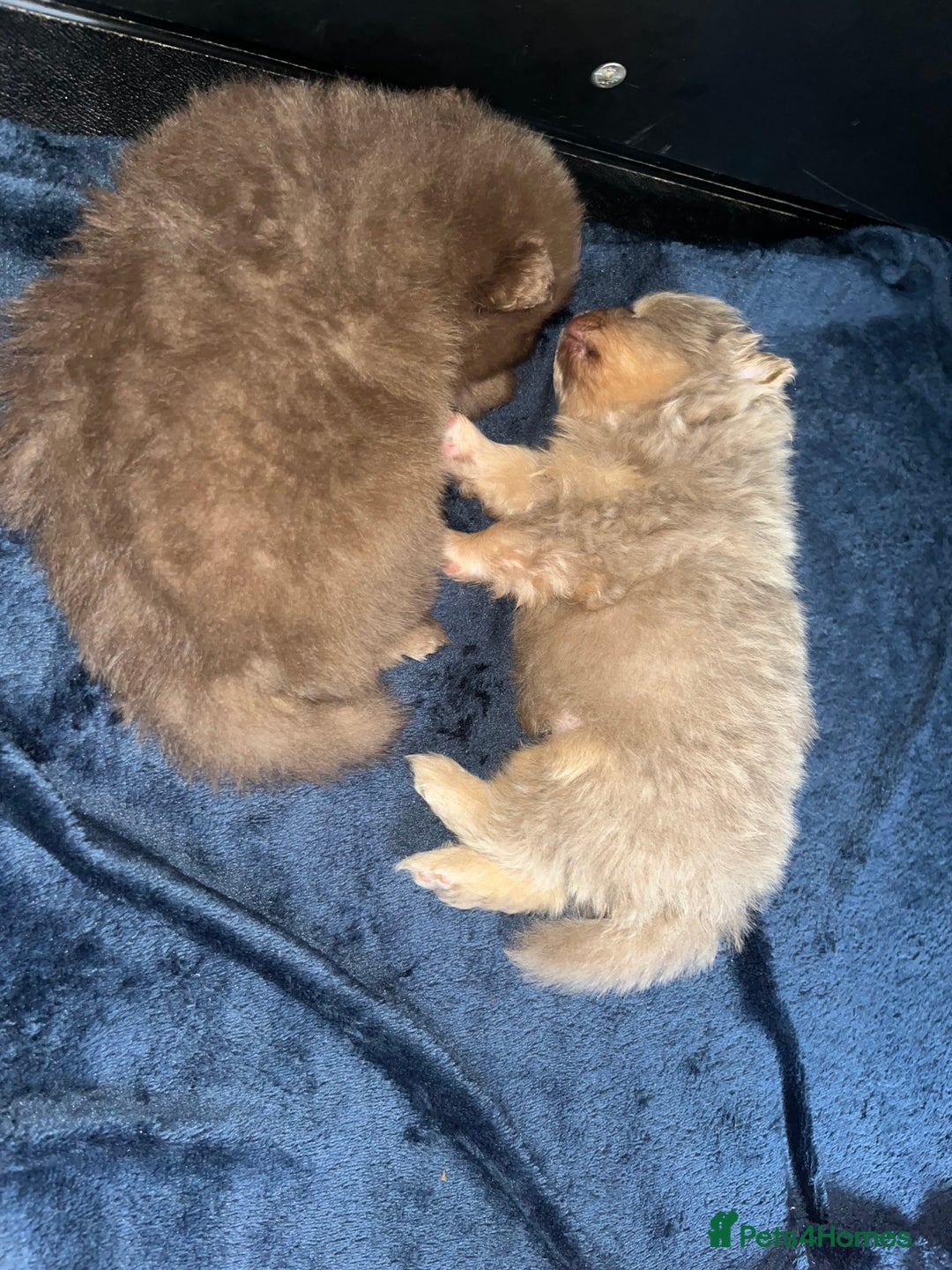 Pomeranian dogs for sale: READY TO LEAVE KC TOY MINI POMERANIAN’S 🦁 - Advert 6