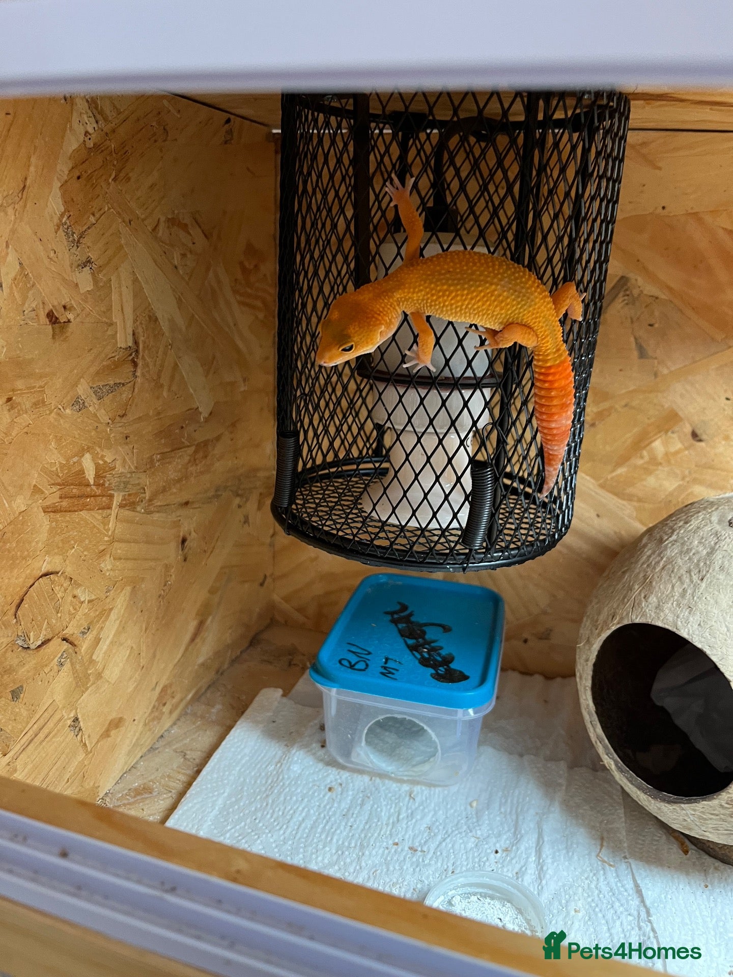 Gecko reptiles Mandarin leopard ghecko - Advert 6