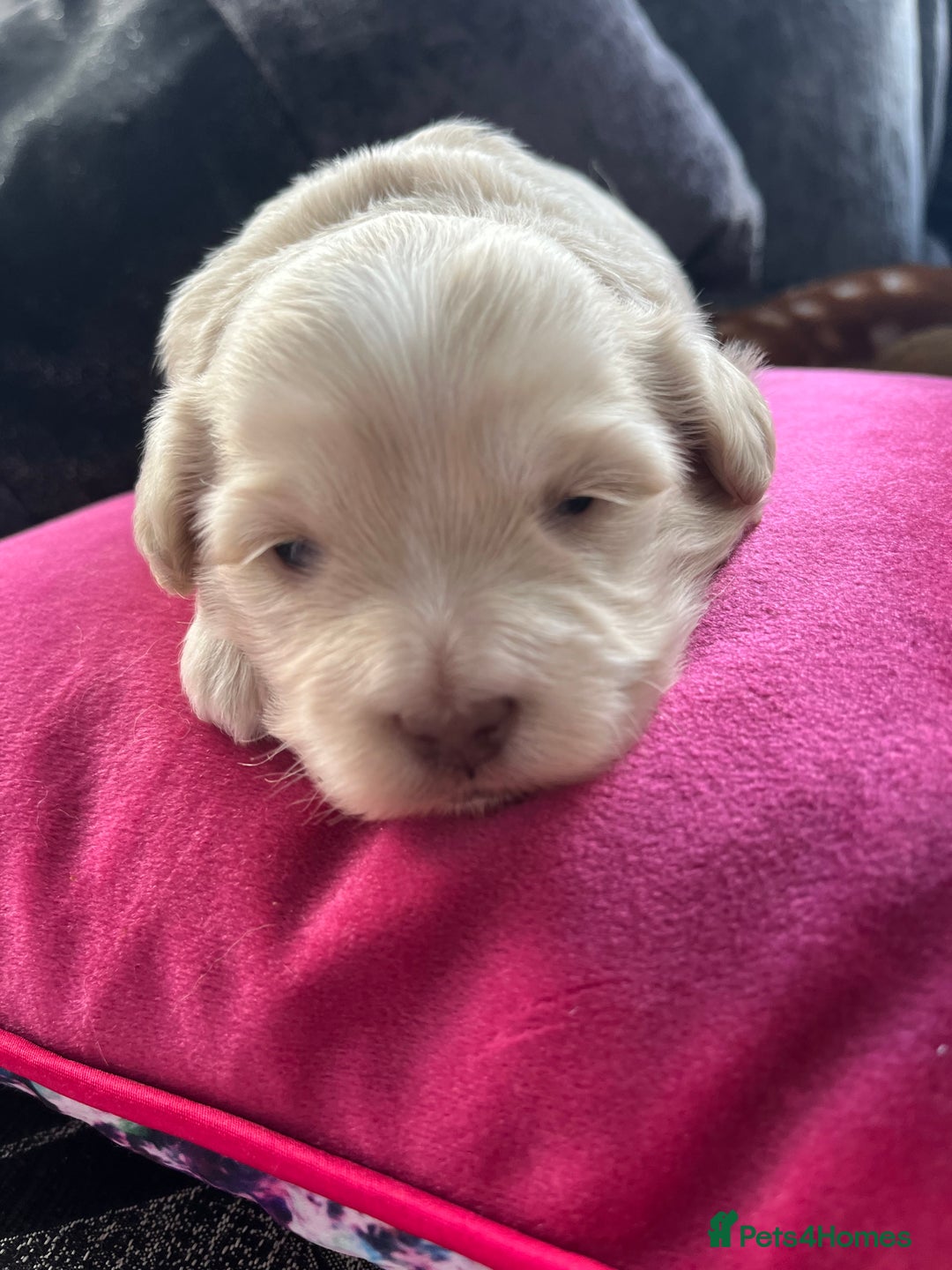 Mixed Breed dogs for sale: Amazing Shweenie girl - Advert 5