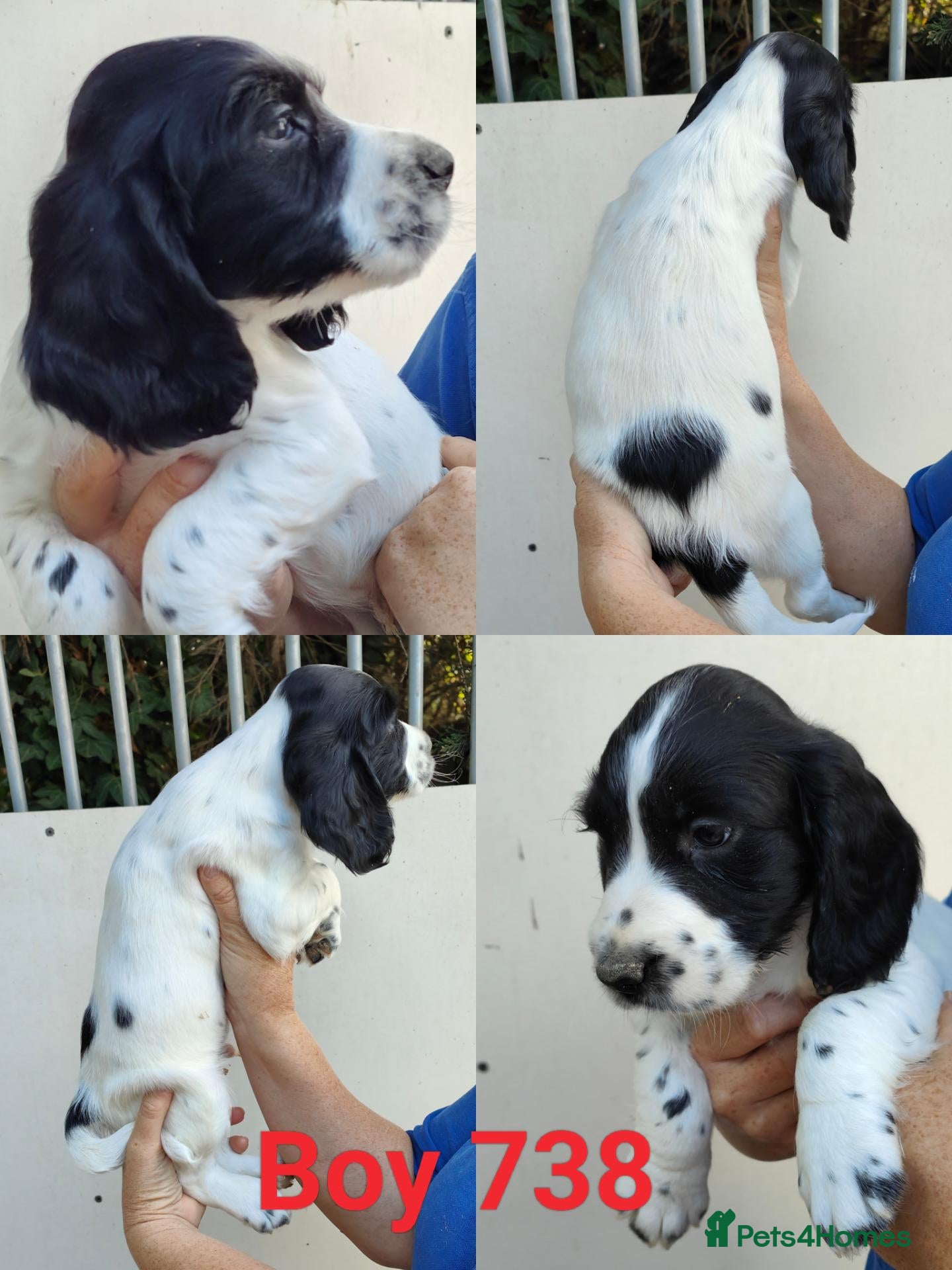 Sprocker dogs Beautiful Sprocker Puppies - Advert 2