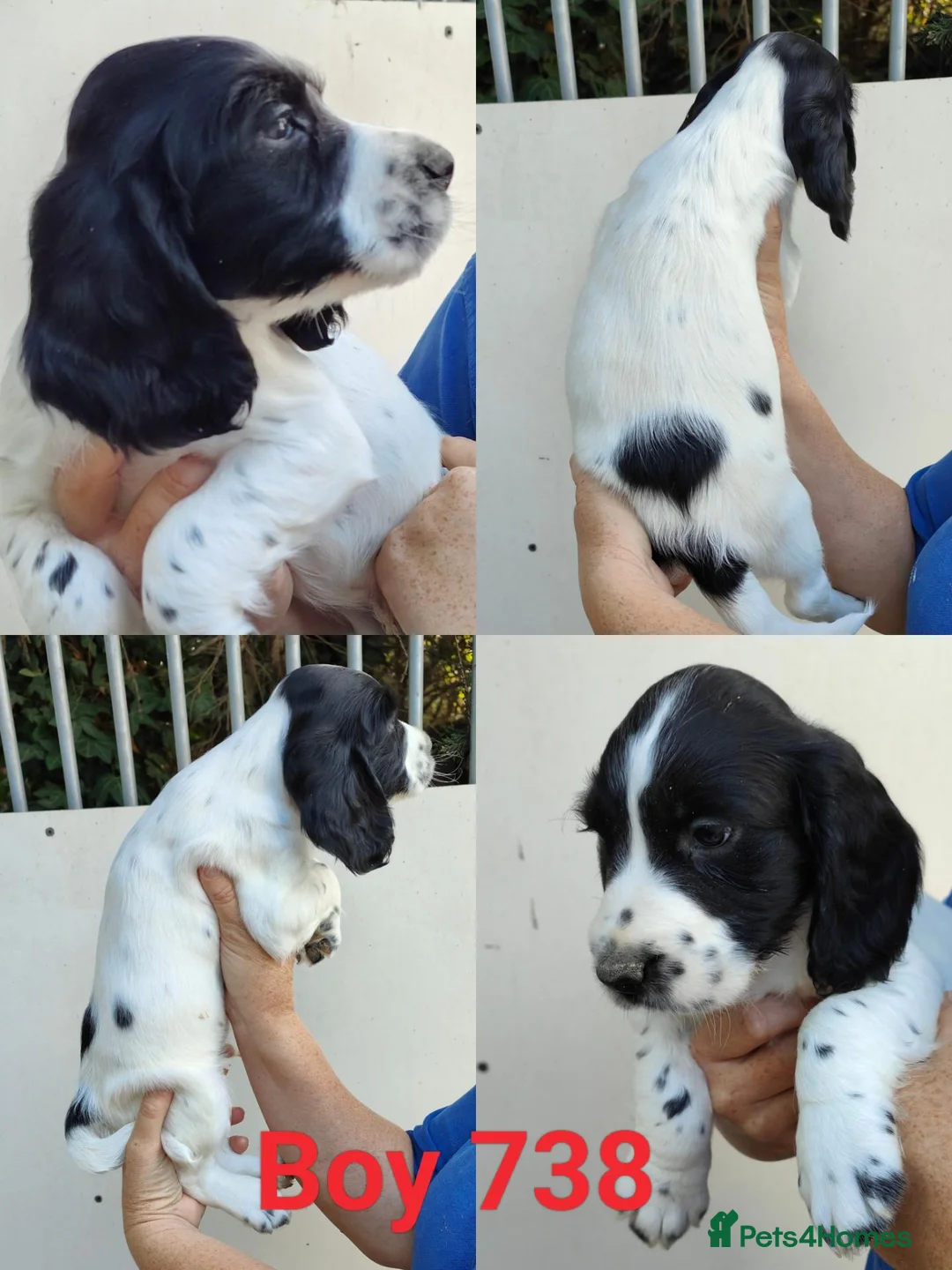 Sprocker dogs for sale: Beautiful Sprocker Puppies - Advert 2