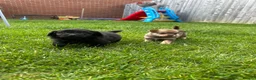 Mixed Breed dogs for sale: Adorable Doxiepoo x Pomeranian Puppies - Advert 7