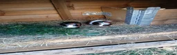 Guinea Pig rodents for sale:  guinea pigs babys  - Advert 4