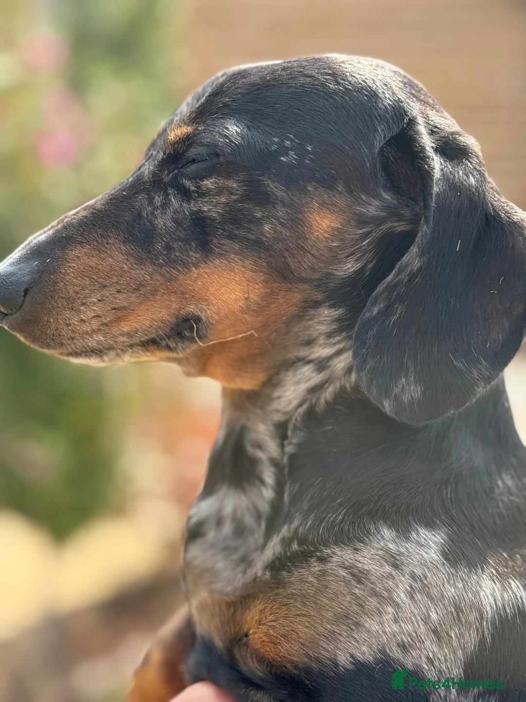 Miniature Dachshund dogs for sale: Miniature Daschund - Advert 2
