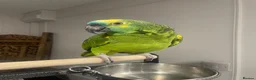 Parrots birds for sale: African Grey Congo & Amazons blue -for Sale - Advert 8