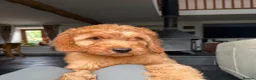 Mini Goldendoodle dogs for sale: Ready Now! Mini Irishdoodle health tested parents  - Advert 1