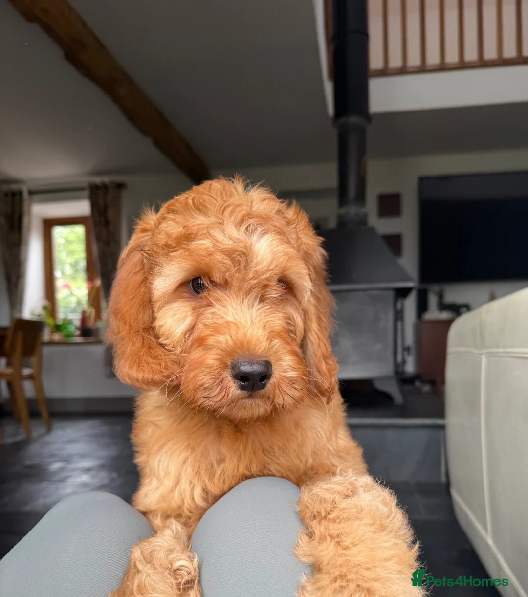 Mini Goldendoodle dogs for sale: Ready Now! Mini Irishdoodle health tested parents  - Advert 1
