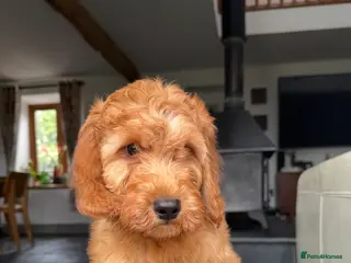 Mini Goldendoodle dogs Ready Now! Mini Irishdoodle health tested parents - Advert 1