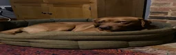 Labrador Retriever dogs for stud: KC Fox Red Labrador for Stud - Advert 5