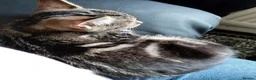 Mixed Breed cats for sale: Kitten - Advert 4