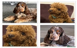 Cockapoo dogs for sale: Toy show Cockapoo pups waiting list now open ! - Image 9