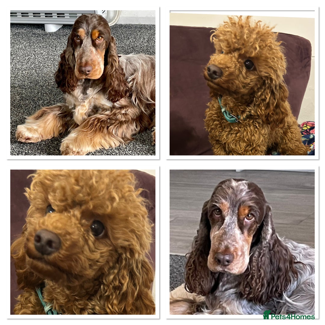 Cockapoo dogs for sale: Toy show Cockapoo pups waiting list now open ! - Image 9