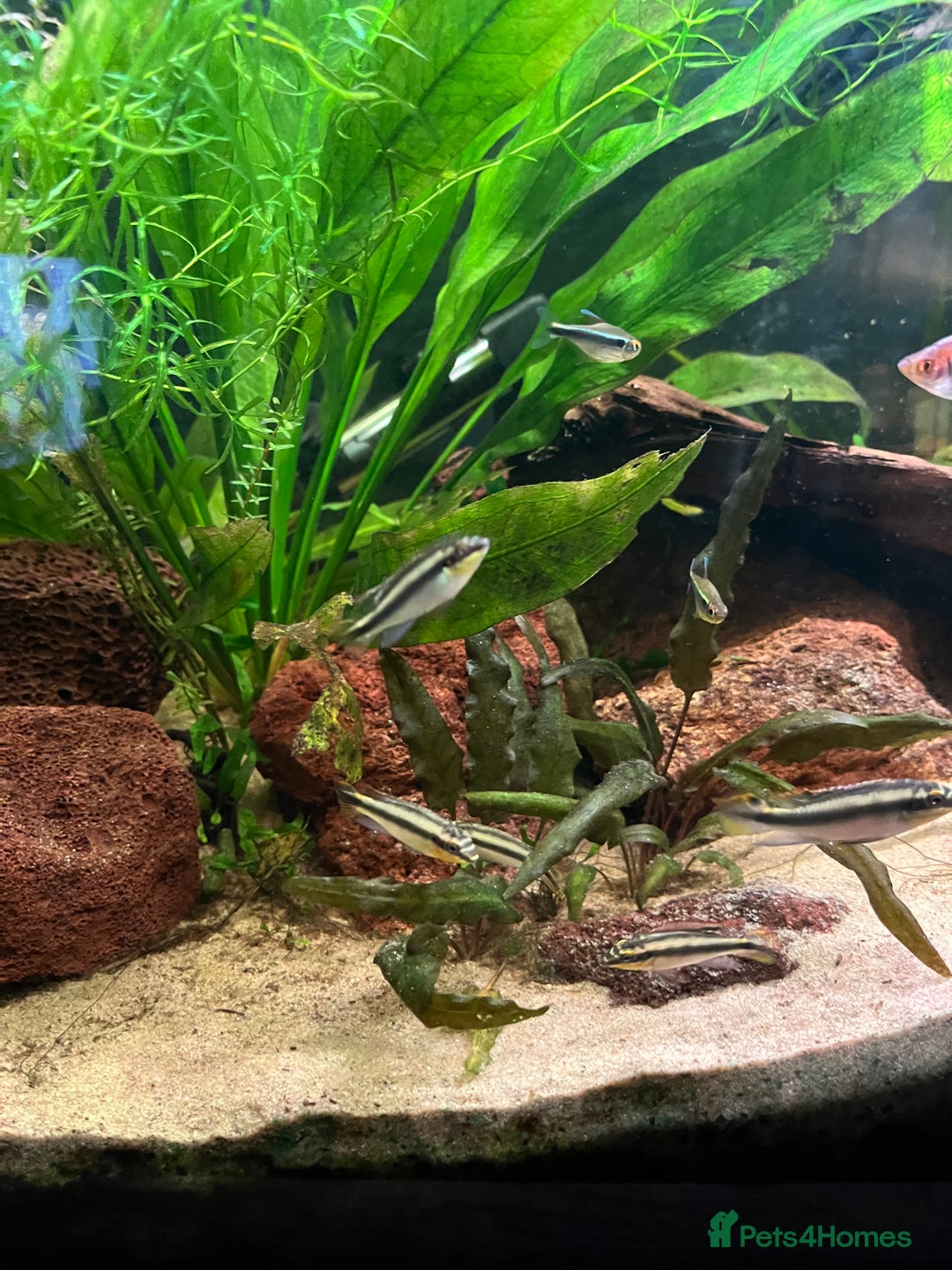 Cichlids fish for sale: Free Kribensis cichlids leeds - Image 2