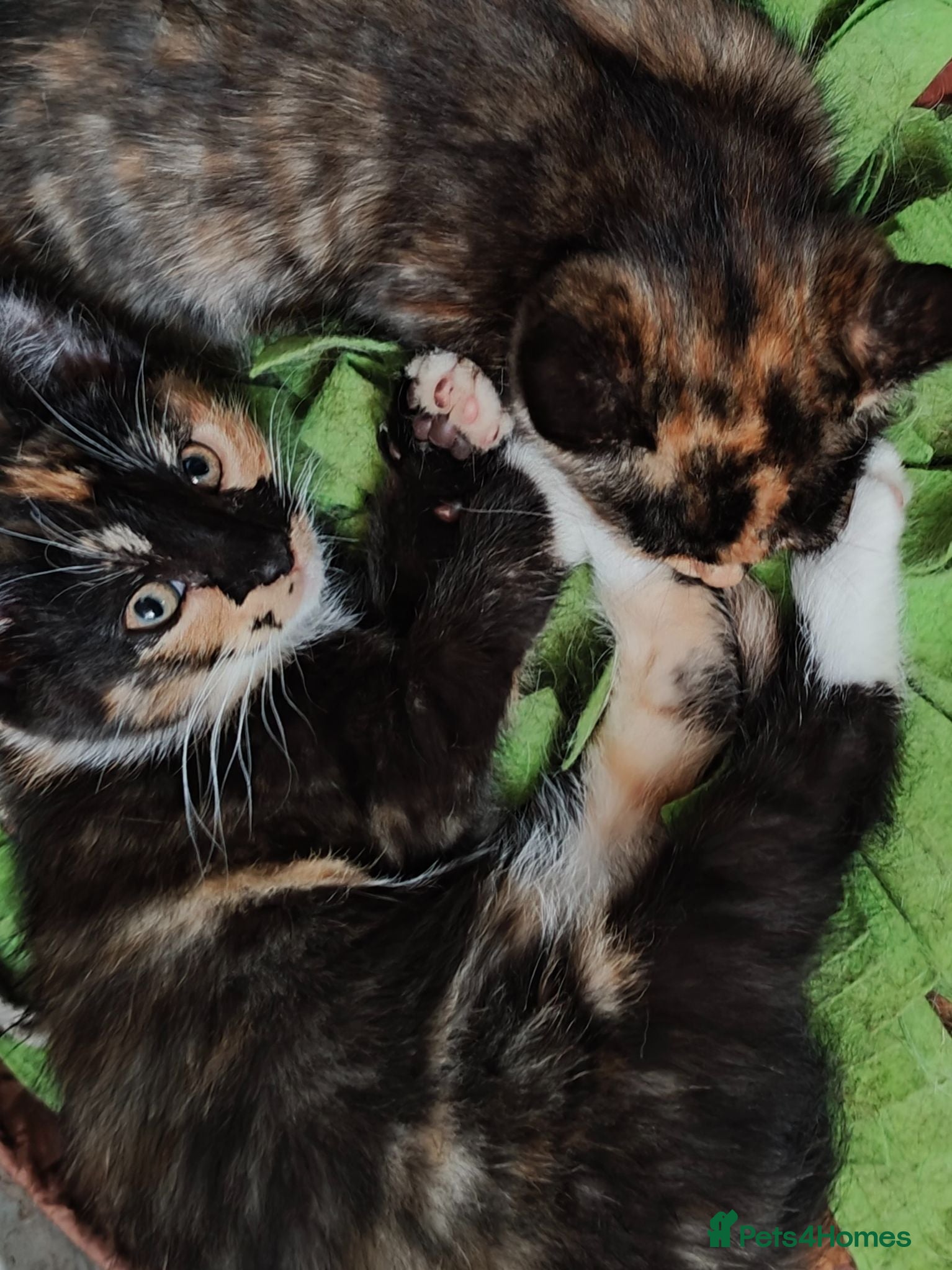 Mixed Breed cats ❤️Last 4 Ready to go Gorgeous kittens❤️ - Advert 1