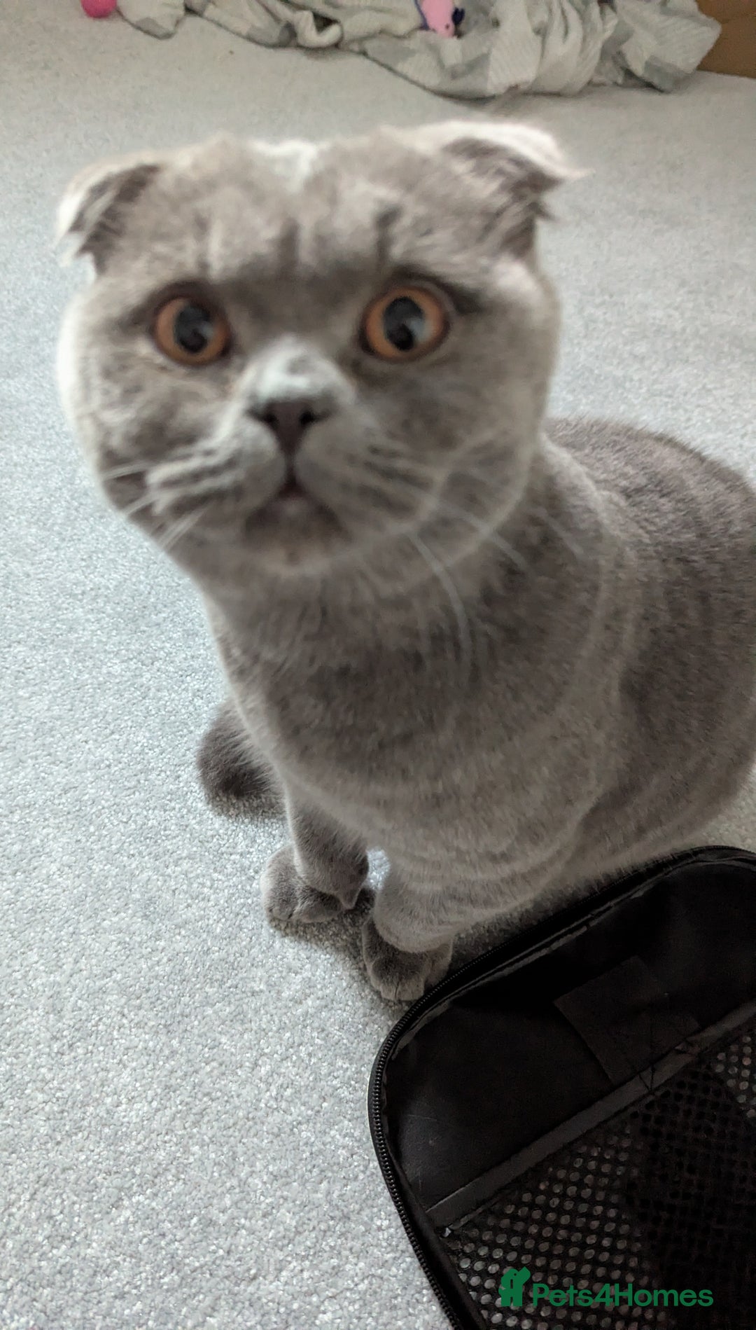 Scottish Fold cats for sale: Sweet Scottish Fold Boy - Advert 8