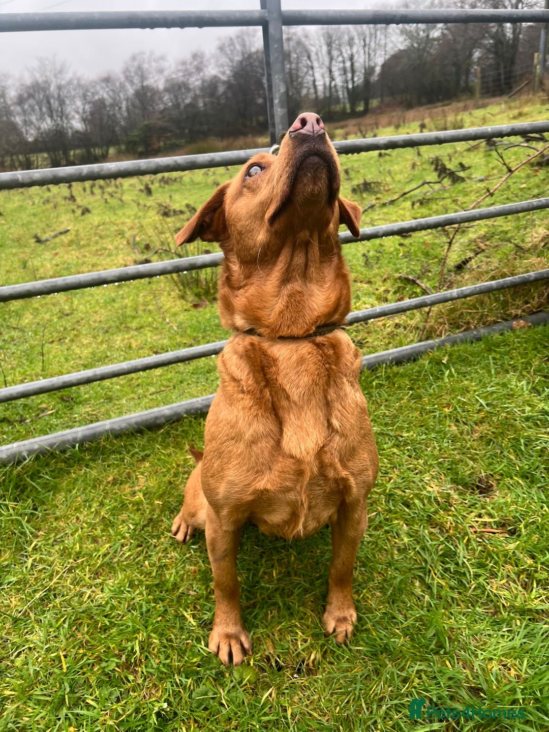 Labrador Retriever dogs for sale: Kc registered labradors due 14 February 2026 - Advert 4