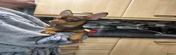 Chihuahua dogs for sale: Chocolate brown chihuahua  - Advert 5