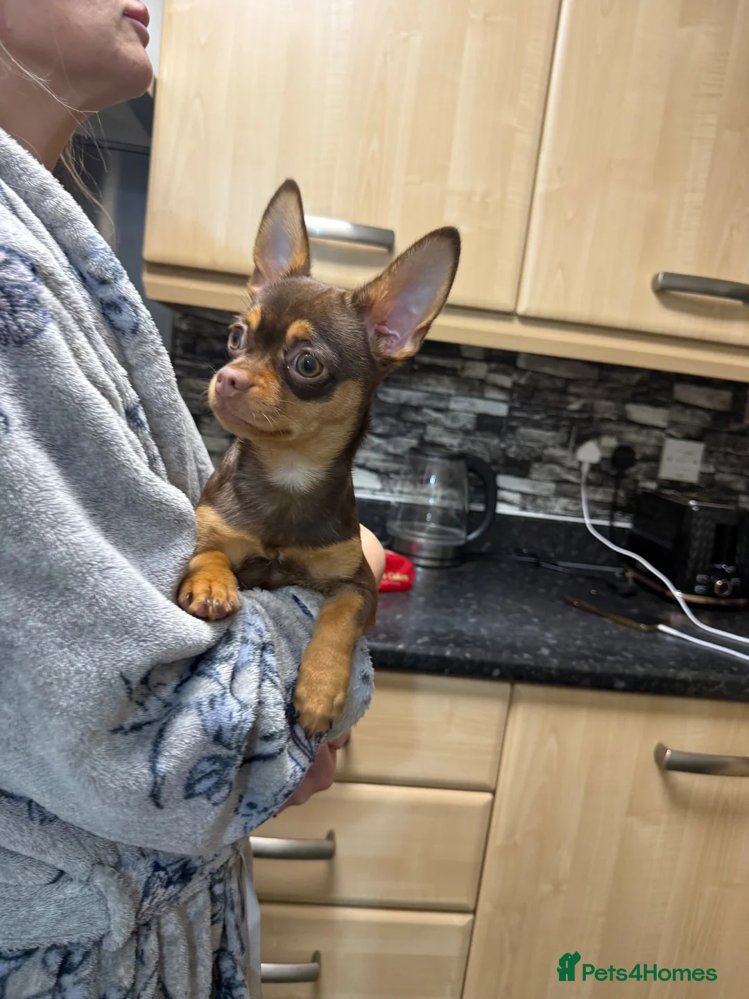 Chihuahua dogs for sale: Chocolate brown chihuahua  - Advert 5