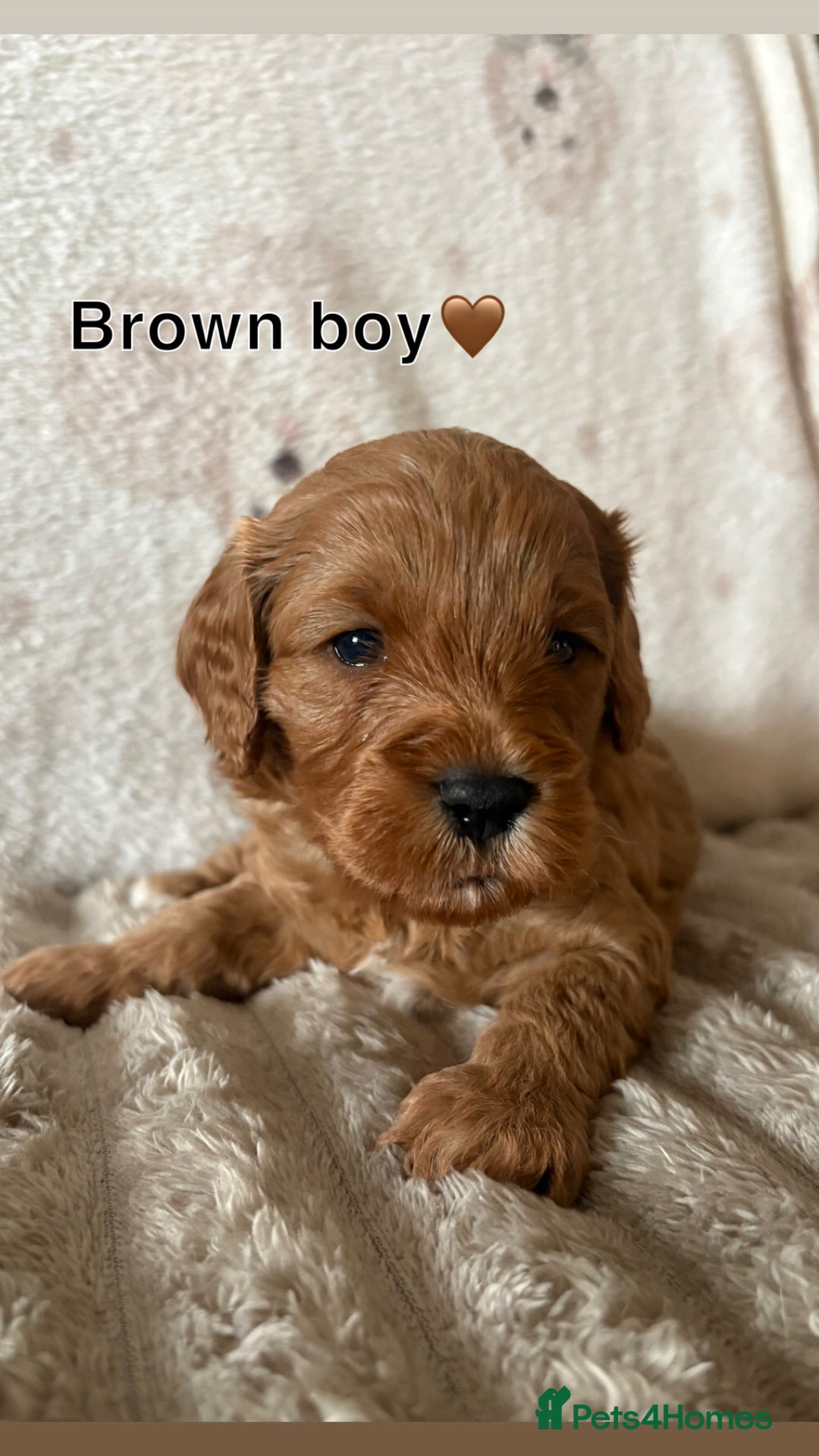 Cavapoo dogs for sale: Beautiful F1b red Cavapoo’s  - Advert 4