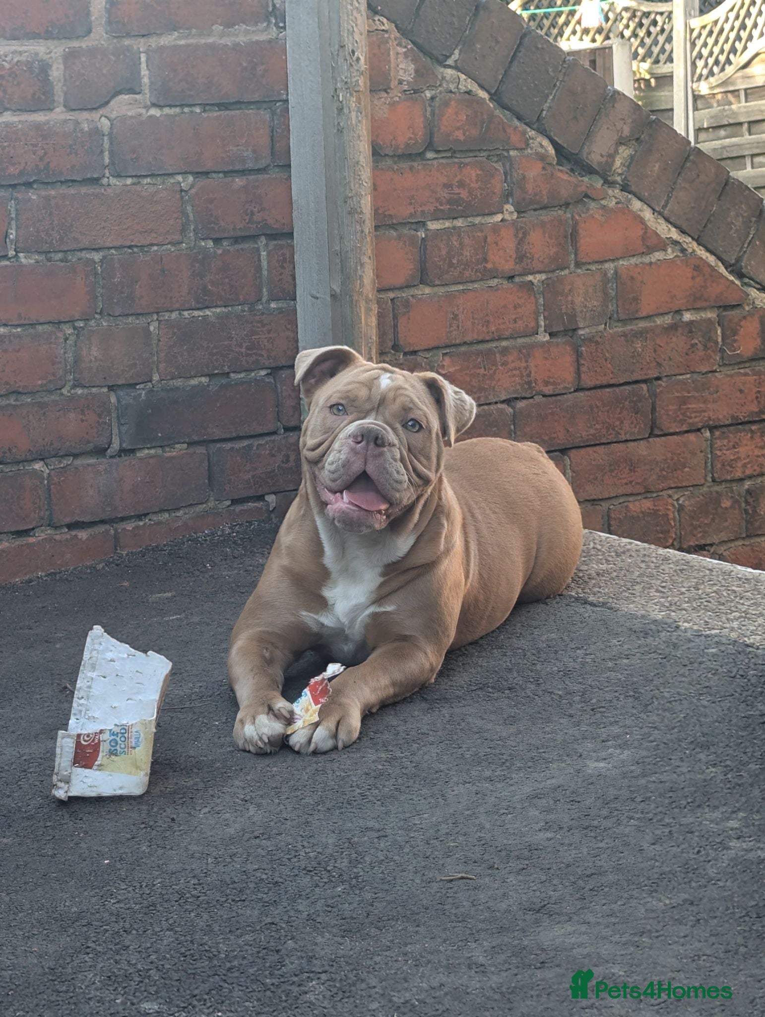 Mixed Breed dogs Beautiful lilac old-tym English bulldog girl - Advert 2