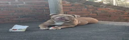 Mixed Breed dogs for sale: Beautiful old-tym English bulldog - Advert 6