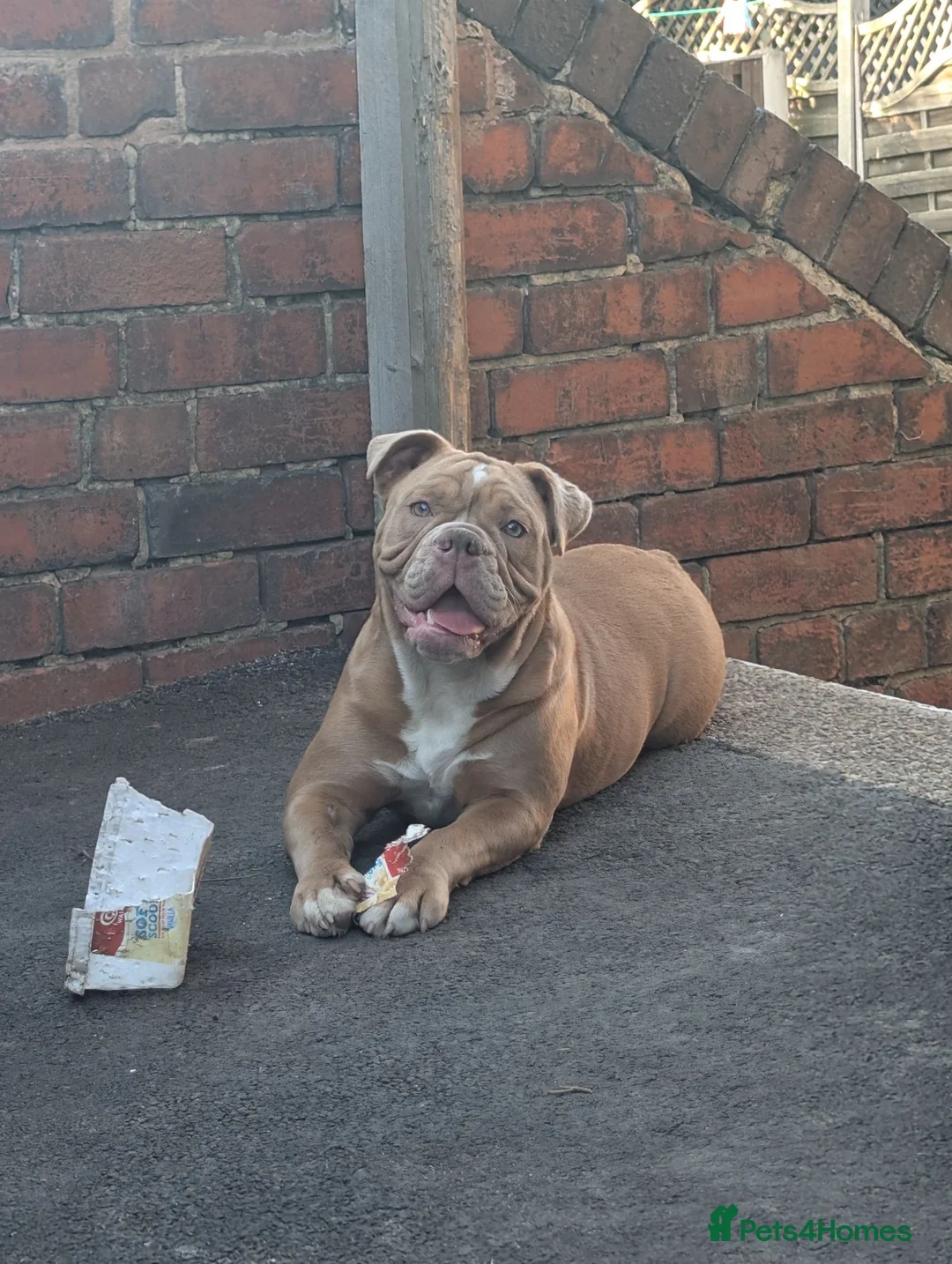 Mixed Breed dogs for sale: Beautiful old-tym English bulldog - Advert 6