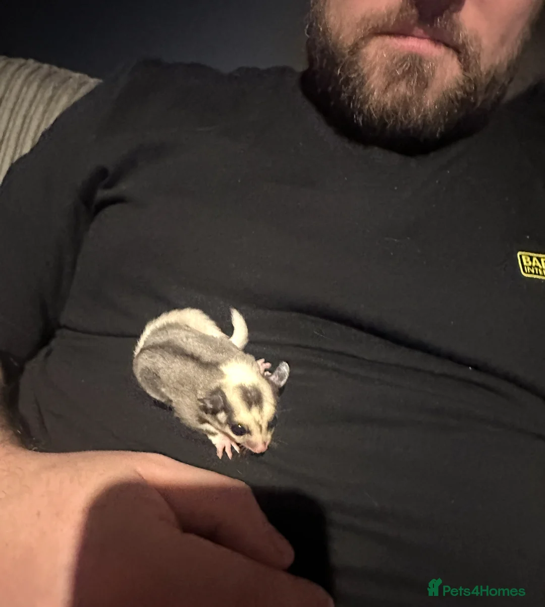 Sugar Glider rodents for sale: Sugar Glider Three Males plus Cage & Accessories - Advert 8