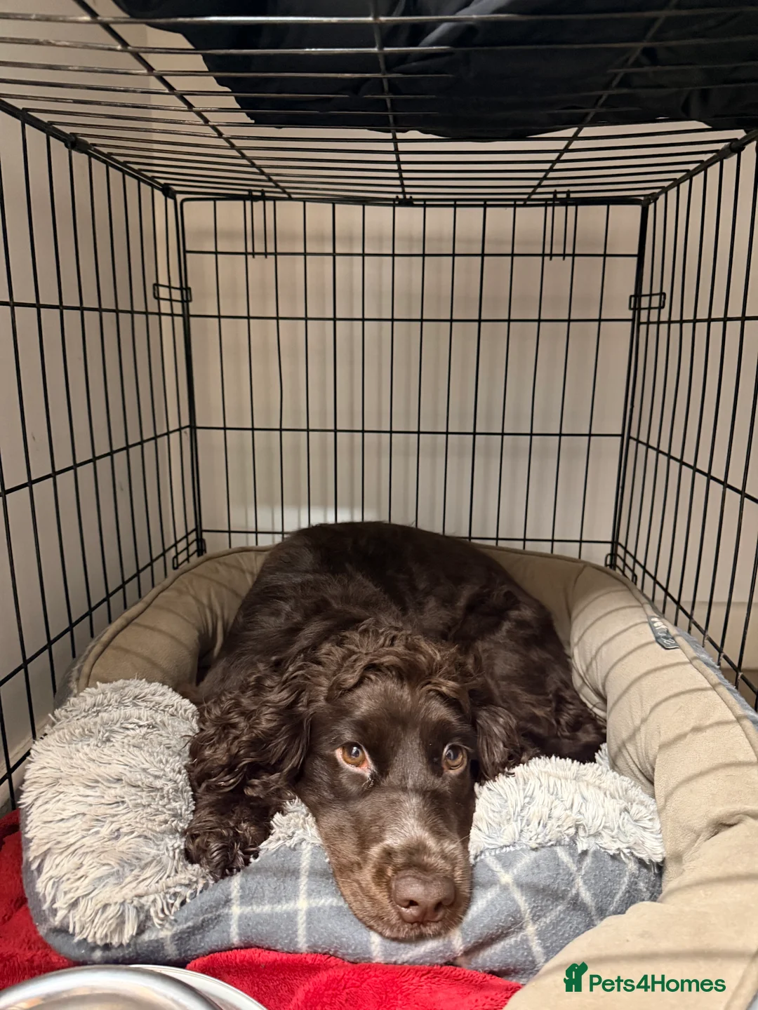 Cocker Spaniel dogs for sale: Cocker spaniel female 18 Monhs old  in Wigston - Advert 3