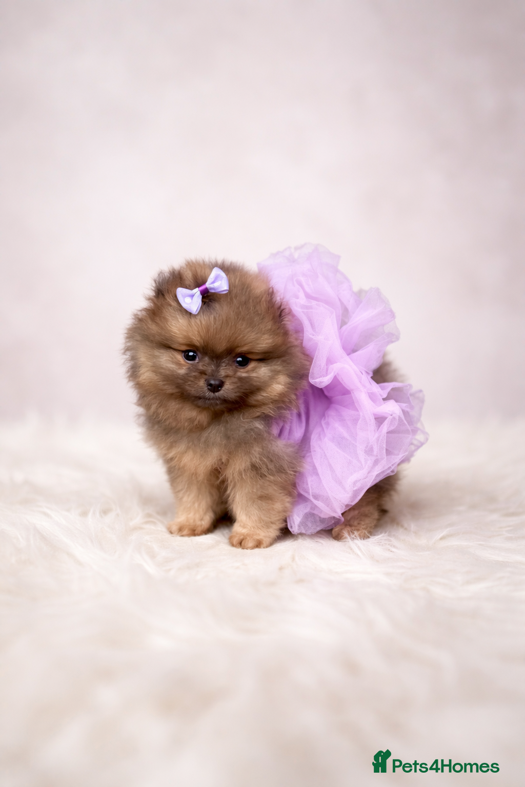 Pomeranian dogs Unique Blue and tan girl 💖 - Advert 5