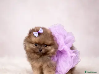Pomeranian dogs Unique Blue and tan girl 💖 - Advert 5