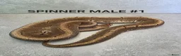 Python Snake reptiles for sale: Royal pythons for sale - Advert 6