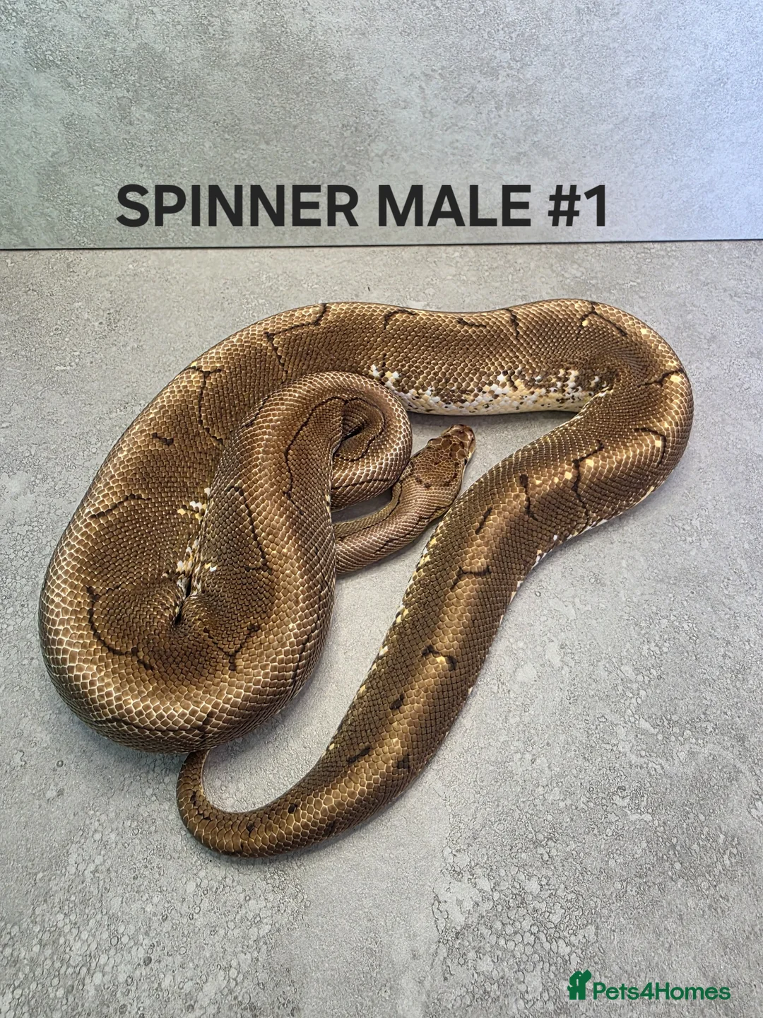 Python Snake reptiles for sale: Royal pythons for sale - Advert 6