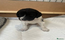 Mixed Breed dogs for sale: Gordondoodle  - Image 5