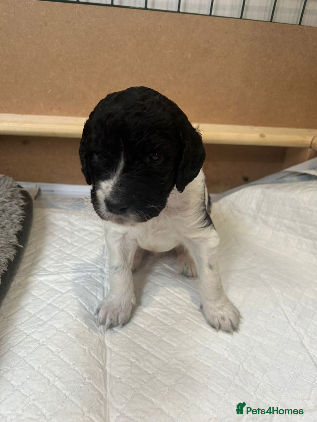 Mixed Breed dogs for sale: Gordondoodle  - Image 5