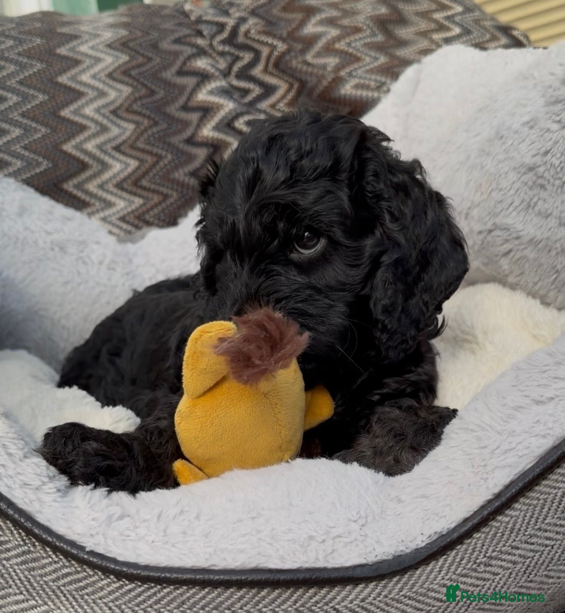 Cockapoo dogs F1 Cockapoo Puppies - Advert 16