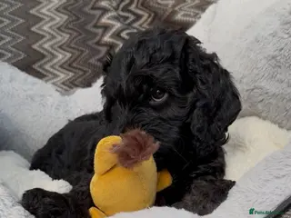 Cockapoo dogs F1 Cockapoo Puppies - Advert 16