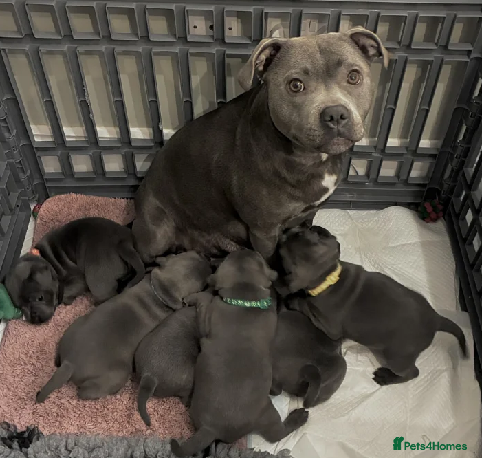 Staffordshire Bull Terrier dogs Classic Staffy Looks, Softest Hearts - Advert 1
