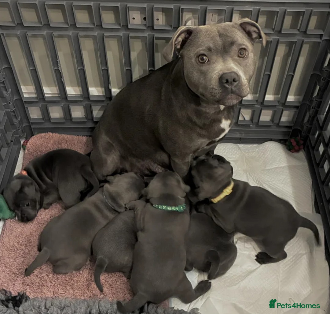 Staffordshire Bull Terrier dogs for sale: Classic Staffy Looks, Softest Hearts - Advert 1