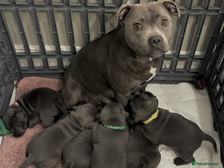 Staffordshire Bull Terrier dogs Classic Staffy Looks, Softest Hearts - Advert 1