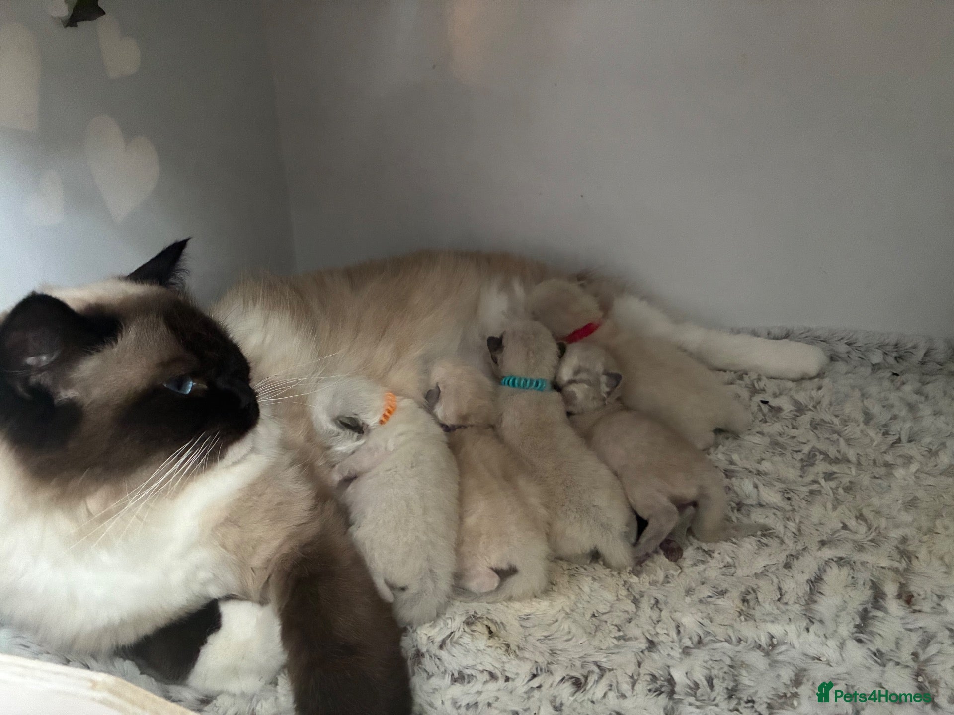Ragdoll cats Gccf registered ragdolls - Advert 4