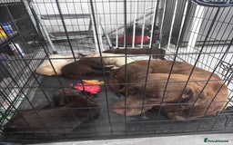 Labrador Retriever dogs for sale: Adorable Labrador Retriever Puppies d.o.b 4/07/25 - Image 9